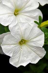 Modern white petunias.